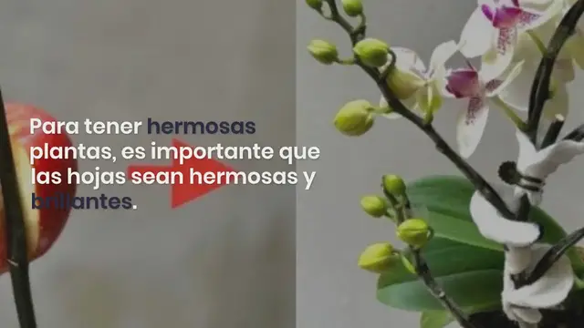 'Video thumbnail for El truco genial para devolver el brillo a las hojas de tus plantas:'