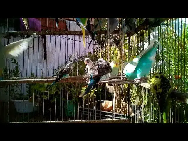 'Video thumbnail for ❤️ Bonding with Your Budgie 🤝 for Emotional Health 🕊️'