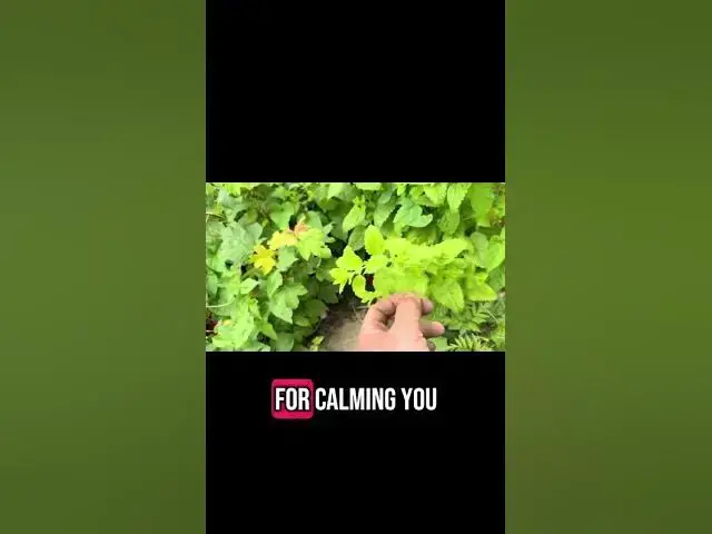 'Video thumbnail for 🌿 Why You Should Grow Lemon Balm | Benefits, Uses & Growing Tips 🍋'