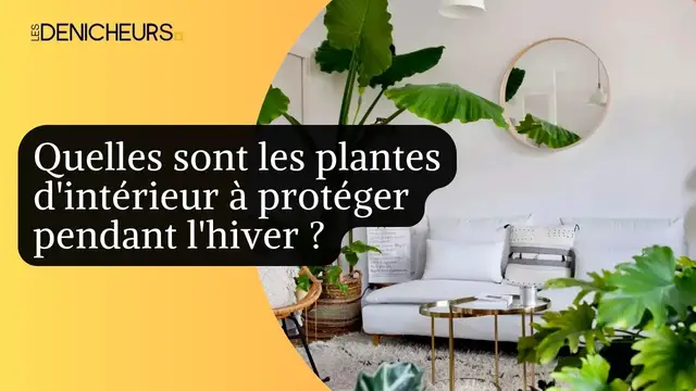 'Video thumbnail for 🌱​❄️ Quelles sont les plantes d'intérieur à protéger pendant l'hiver ? 🪴​​'