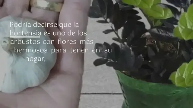 'Video thumbnail for Así es como se cultiva la hortensia en maceta: una bonita flor que perfuma toda la casa:'