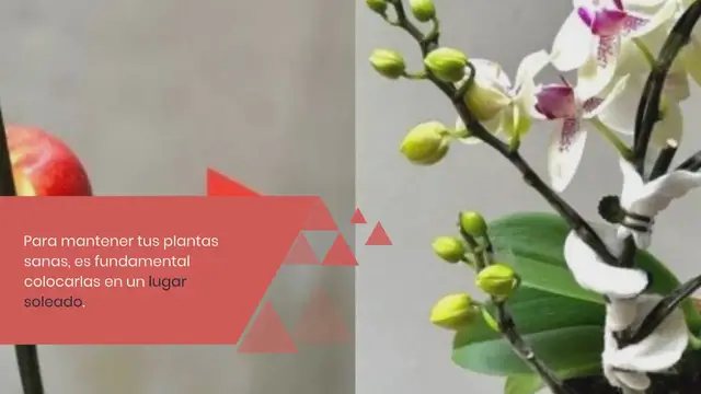 'Video thumbnail for No tires más las pieles de cebolla, pueden solucionar uno de los mayores problemas de tus plantas:'