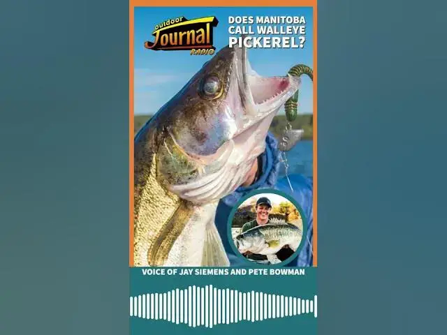 'Video thumbnail for Walleye and Pickerel are not the same fish'