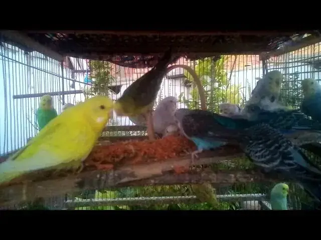 'Video thumbnail for ☁️ Turn Stress into Joy 💖 for Your Budgie 🐦'