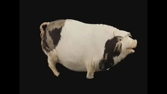 'Video thumbnail for Edith Rosenbaum's Lucky Pig Tune'