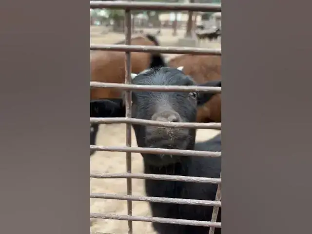 'Video thumbnail for A glimpse of Al Khor Park & Zoo'