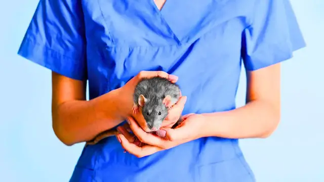 'Video thumbnail for Simple Tips to Maximize Your Rat's Lifespan'
