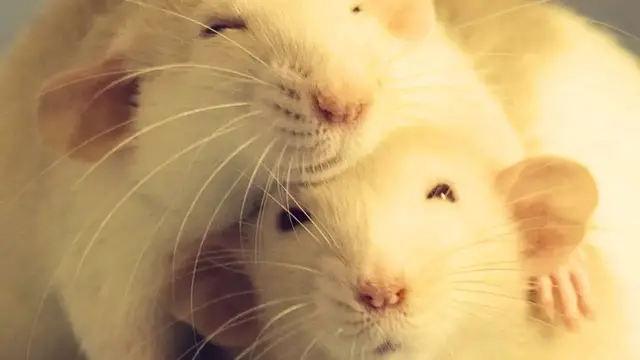 'Video thumbnail for 🐀 Signs To Look out for That Show Your Rat is HAPPY! 🐀'