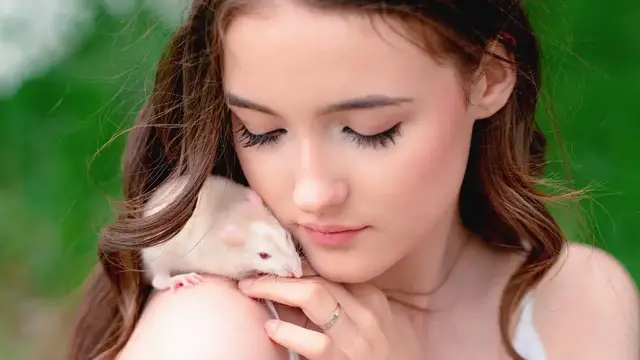 'Video thumbnail for 🐀 Does Your Rat Know When You're Sad? 😔 The Answer Might Surprise You!'