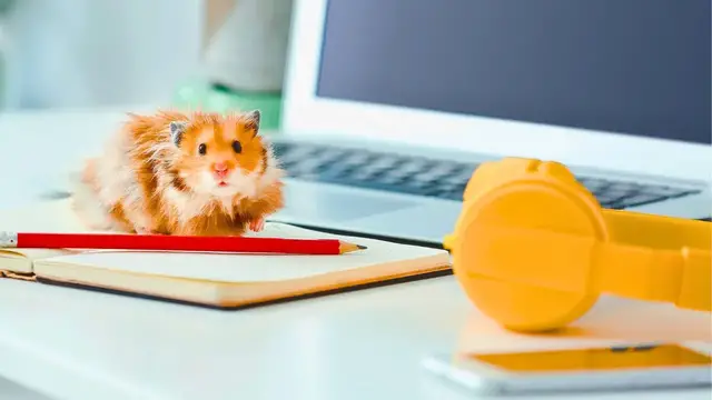'Video thumbnail for Do Hamsters Like Music? 🐹🎵 The Answer Might Surprise You!'