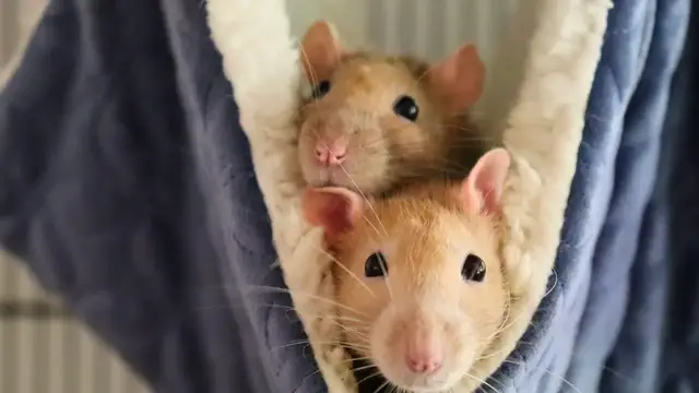'Video thumbnail for Debunking Common Misconceptions About Pet Rats!'