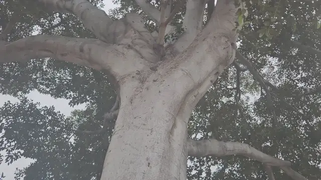 'Video thumbnail for Founder’s Park Exploring the Historic Charm of in Anaheim: A Journey Back to the 1950s'