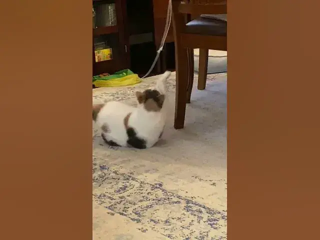 'Video thumbnail for Stwing! #cat #catshorts'