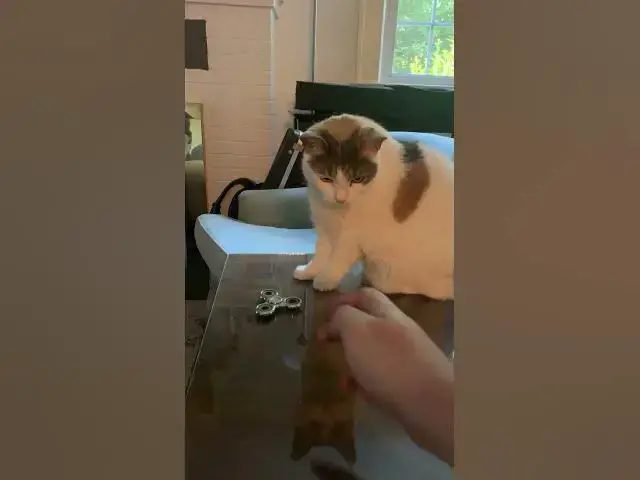 'Video thumbnail for Foofoo Uses The Fidget Spinner #cats #fidgetspinner'