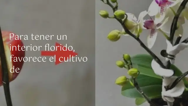 'Video thumbnail for ¿Por qué es inteligente cultivar orquídeas en el agua?'