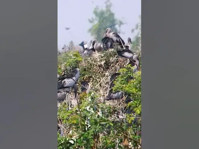 'Video thumbnail for Wild bird & Nest a lot birs EP 23 #birds #nestbird #birdalot #birdfeed #birdeat'