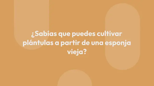 'Video thumbnail for No tires las esponjas viejas: aquí te mostramos cómo usarlas para cultivar plantas:'