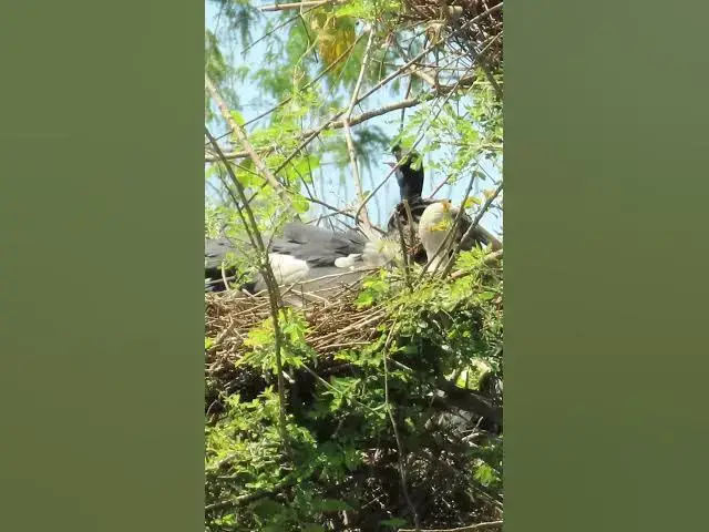 'Video thumbnail for Wow Nice Gain Bird A lot EP 33 #birds #nestbird #birdalot #birdfeed #birdeat'