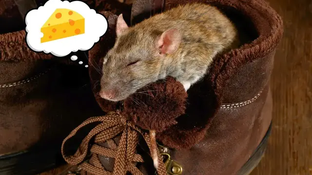 'Video thumbnail for Do Rats Have Dreams & Nightmares? 🐀💤'
