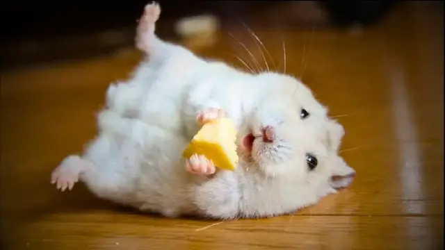 'Video thumbnail for 🐹Signs to Look Out For That Show Your Hamster is HAPPY 🐹'
