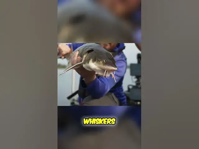'Video thumbnail for We've NEVER Caught This Species Before! #ShortnoseSturgeon #sturgeon #sturgeonfishing #riverfishing'