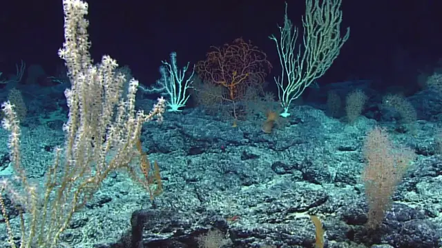 'Video thumbnail for The Few Things We Know About The Bottom Of The Ocean'